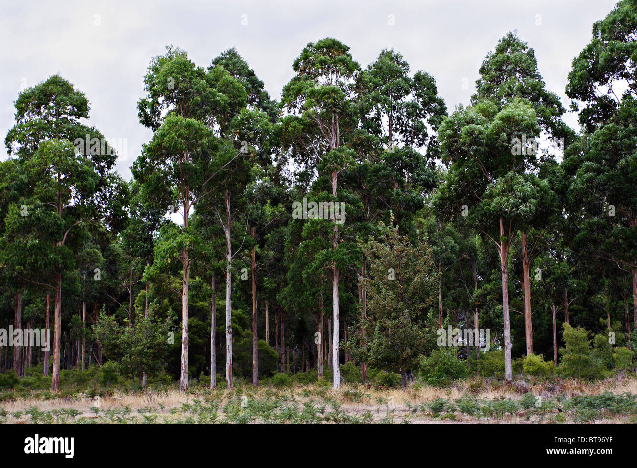 Trees and telephone poles hires stock photography and images Alamy