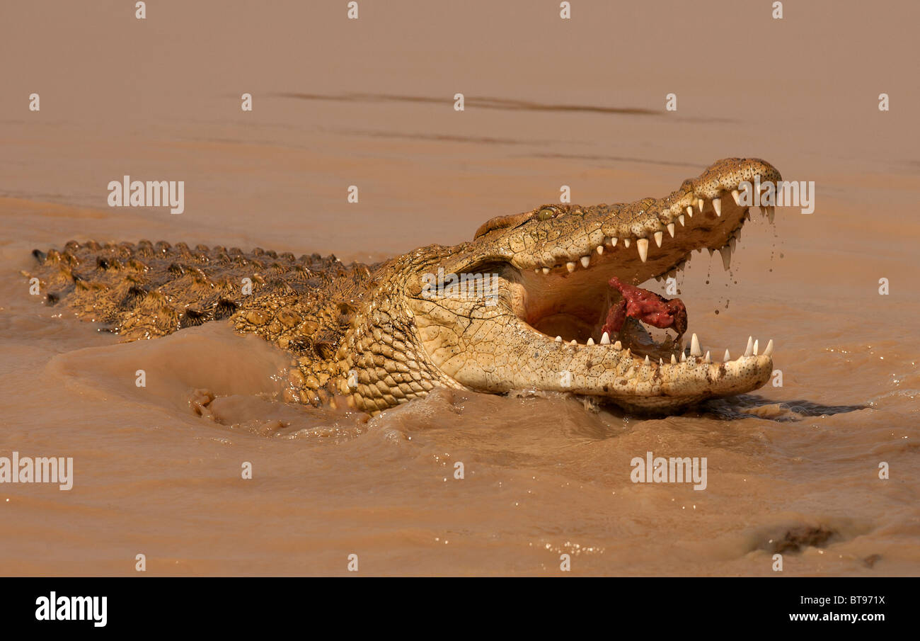 Nile Crocodile, Kruger National Park, South Africa Stock Photo