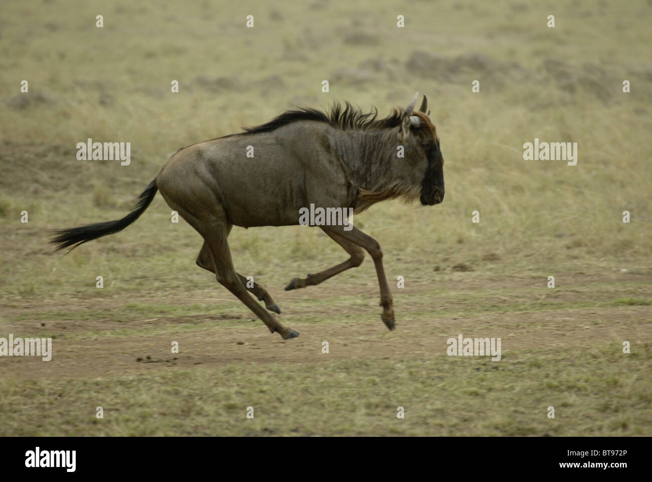 Eastern wildebeest (Connochaetus taurinus albojubatus), adult running, Masai Mara, Kenya, Africa Stock Photo