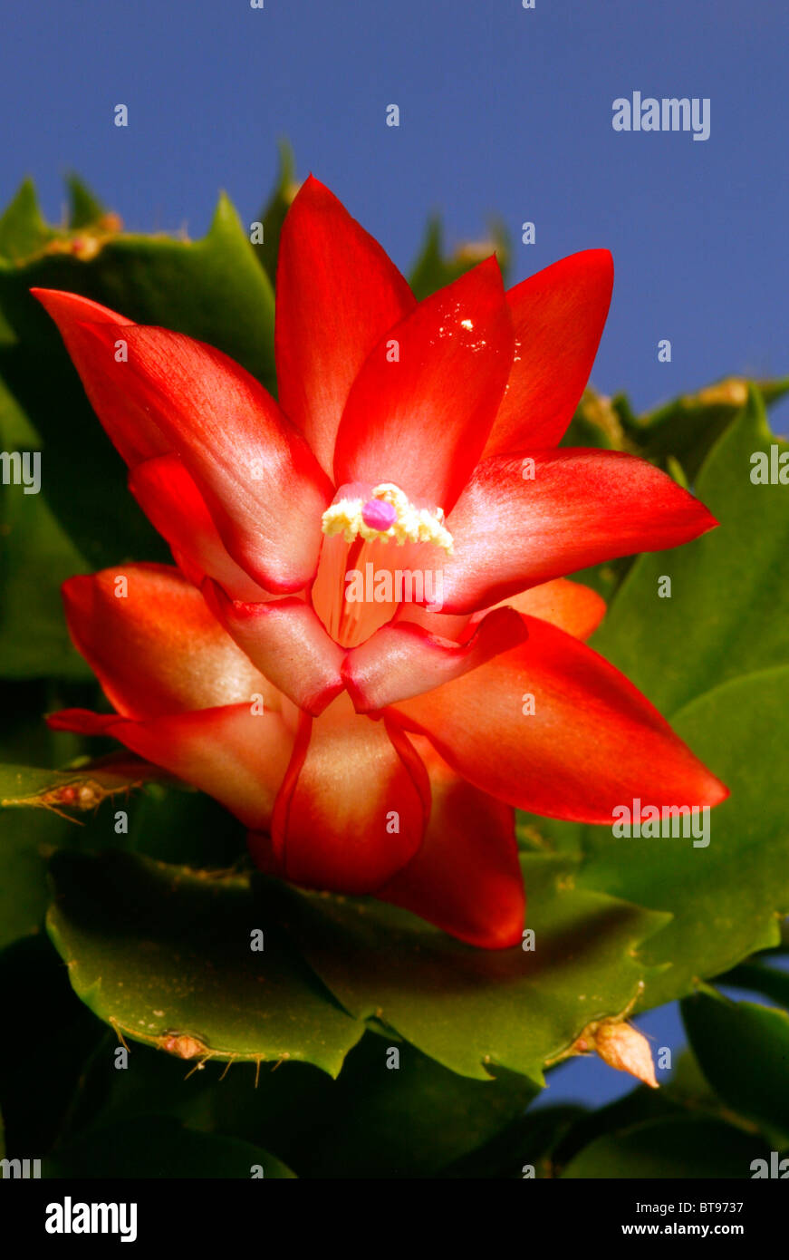 Holiday cactus (Zygocactus truncatus), flowering Stock Photo - Alamy