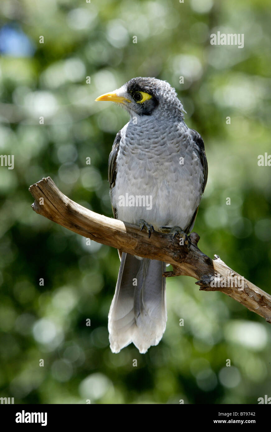 Noisy miner (Manorina melanocephala), adult bird, Australia Stock Photo