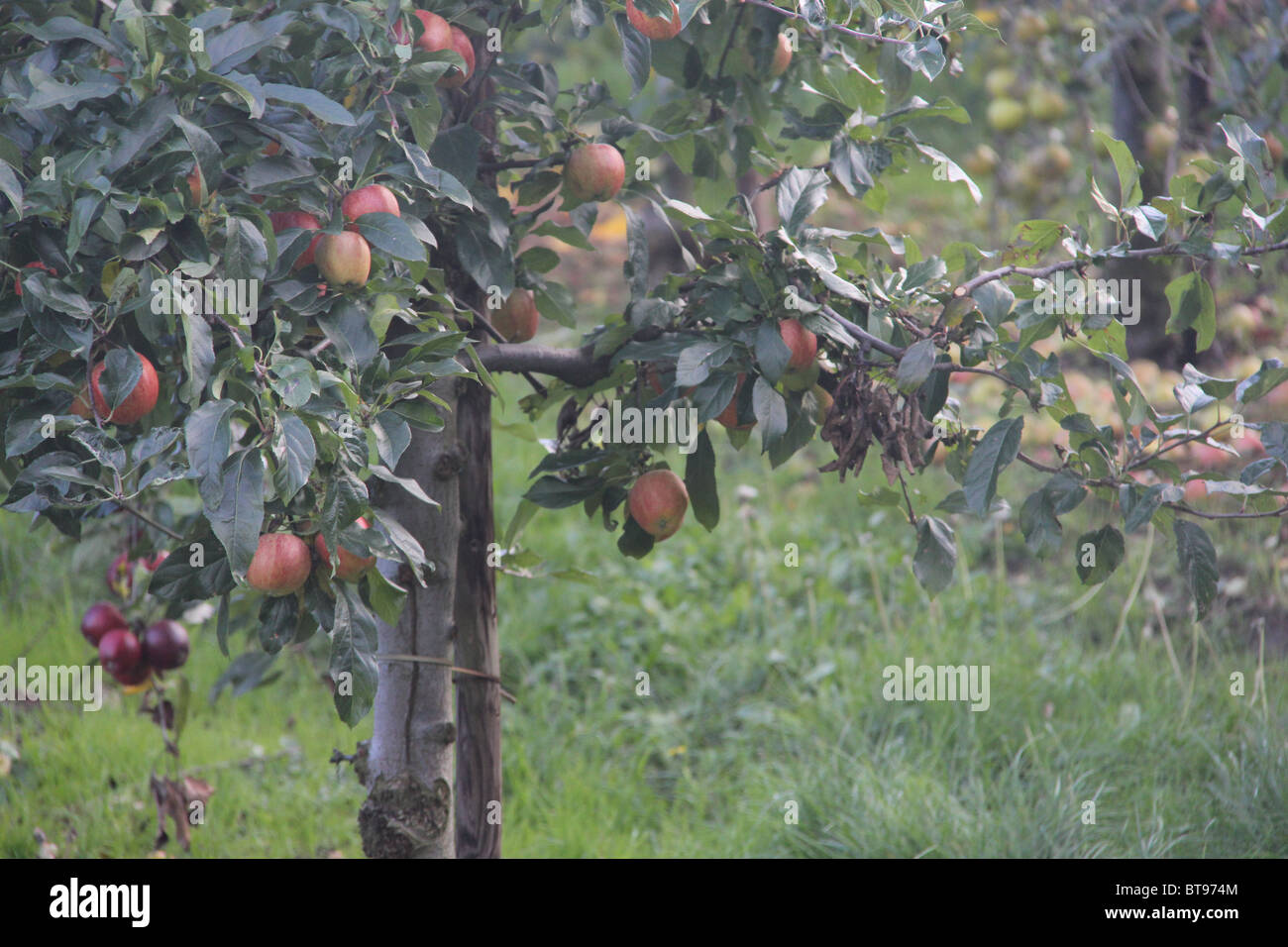 Royal gala apple tree hires stock photography and images Alamy