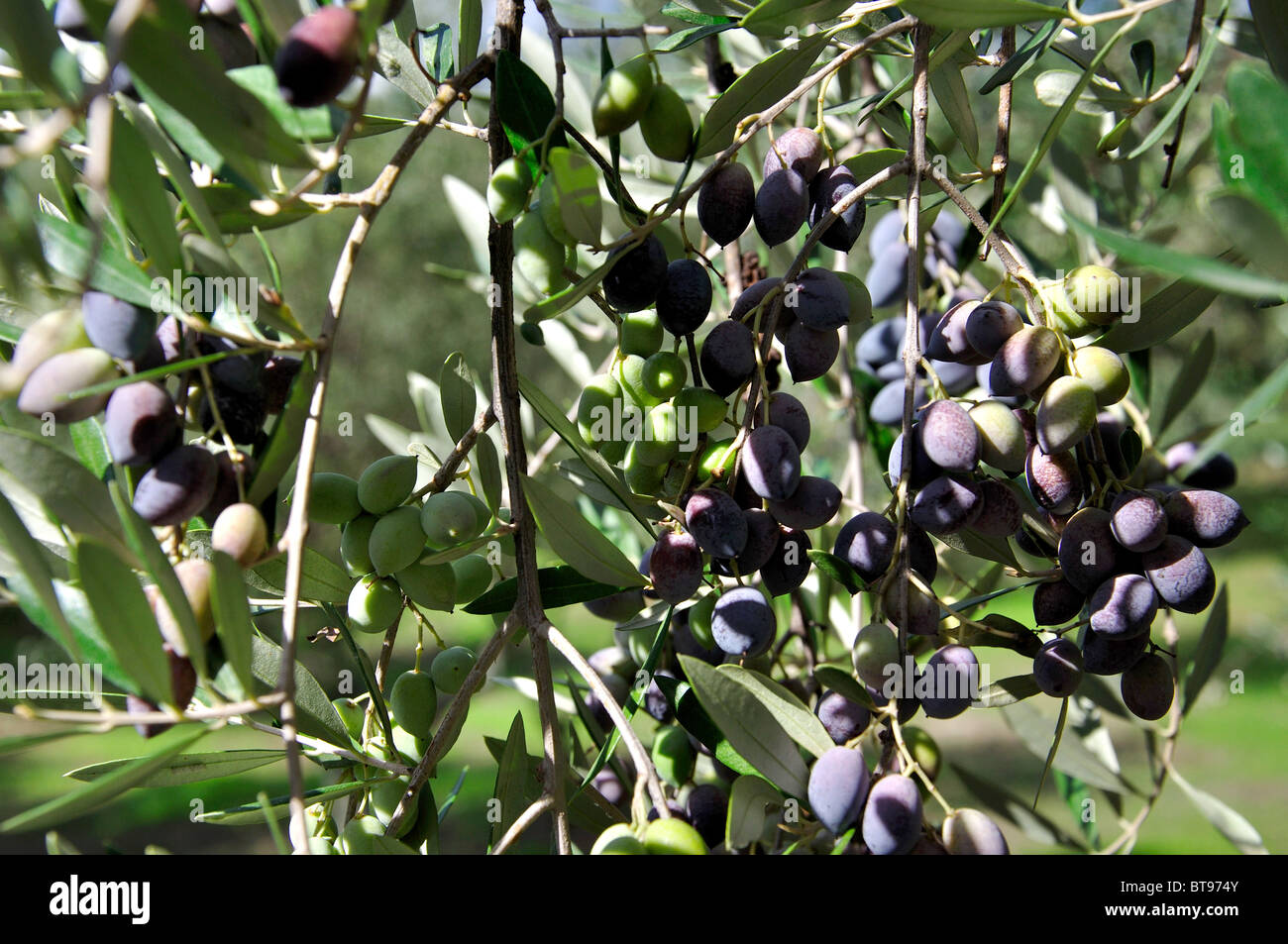 Branches with ripening olives, Zakynthos (Zante), Ionian Islands, Greece Stock Photo