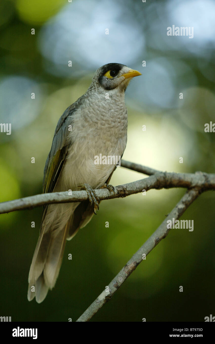 Noisy Miner (Manorina melanocephala), adult, Australia Stock Photo