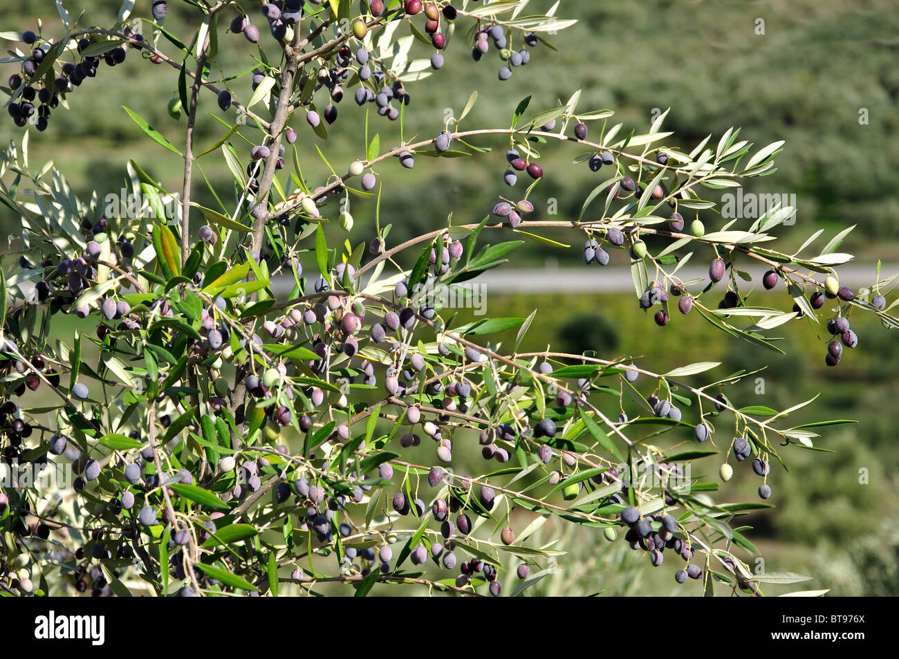 Branches with ripening olives, Zakynthos, Ionian Islands, Greece Stock Photo