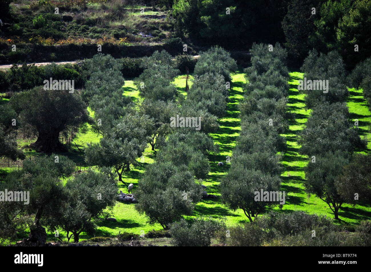 Olive plantation near Porto Vromi, Zakynthos (Zante), Ionian Islands, Greece Stock Photo