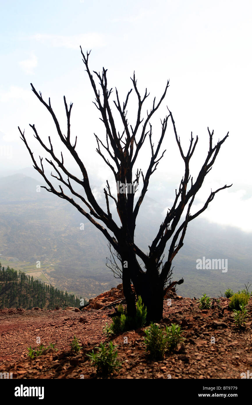 Burned pines in the hiking area in the Teno Mountains, Tenerife, Canary Islands, Spain, Europe Stock Photo