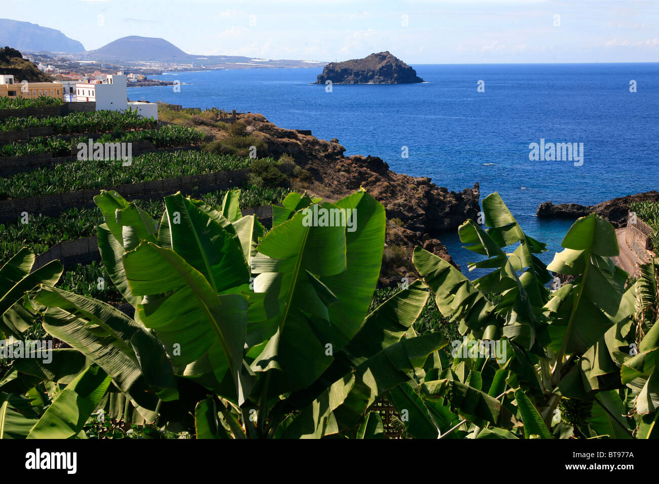 Banana plantation on the Atlantic Ocean, Tenerife, Canary Islands, Spain, Europe Stock Photo