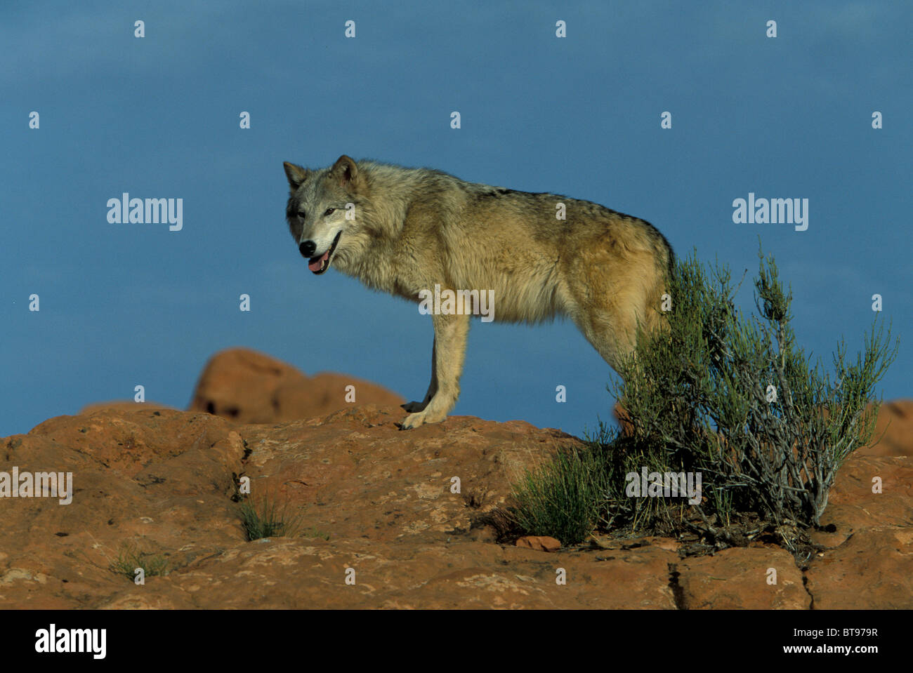 Red wolves habitat hi-res stock photography and images - Alamy