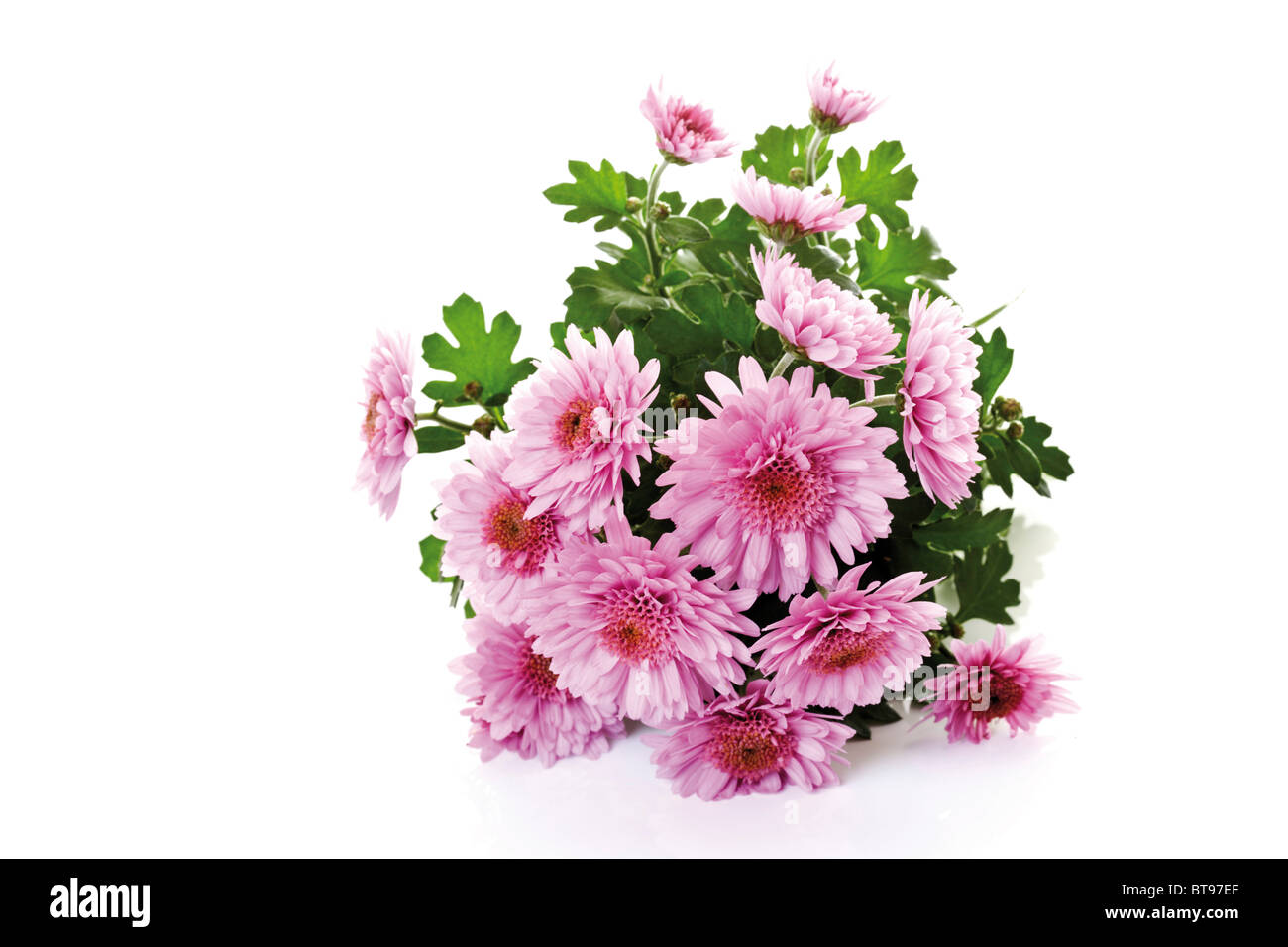 Chrysanthemum (Chrysanthemum) Stock Photo