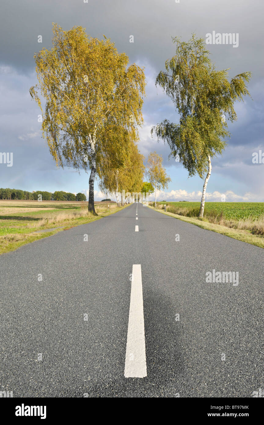 Tree-lined country road with birch trees Stock Photo