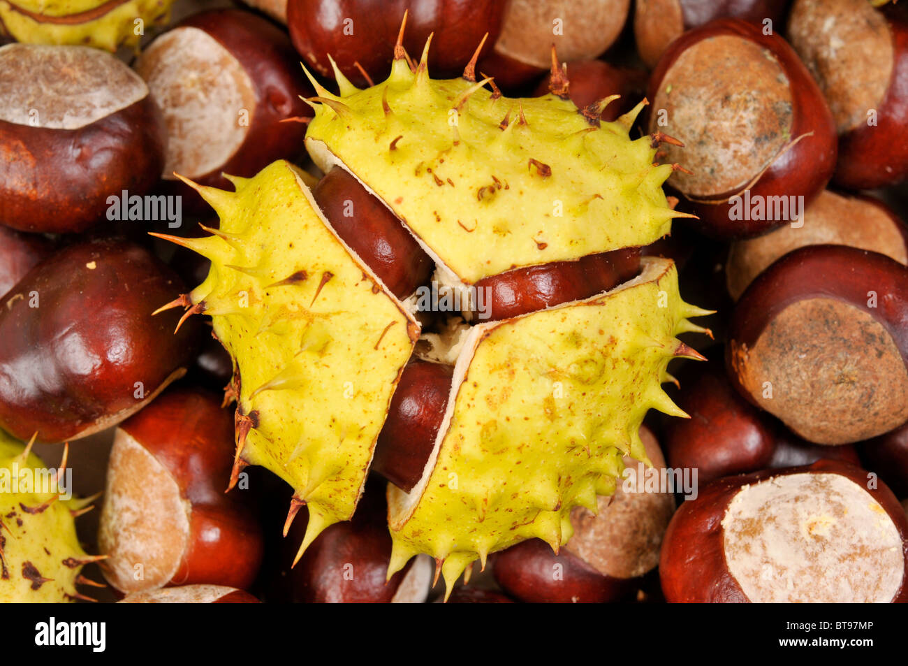 Horse Chestnut (Aesculus Stock Photo Alamy