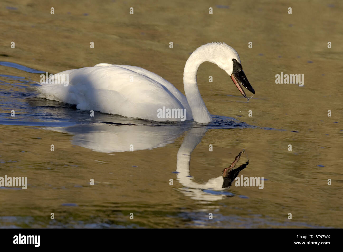 Trumpeter swan with reflection in water Stock Photo