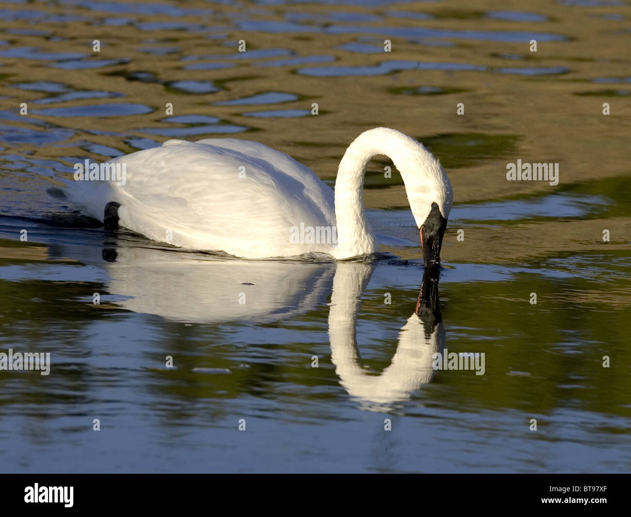 Trumpeter swan with reflection in water Stock Photo