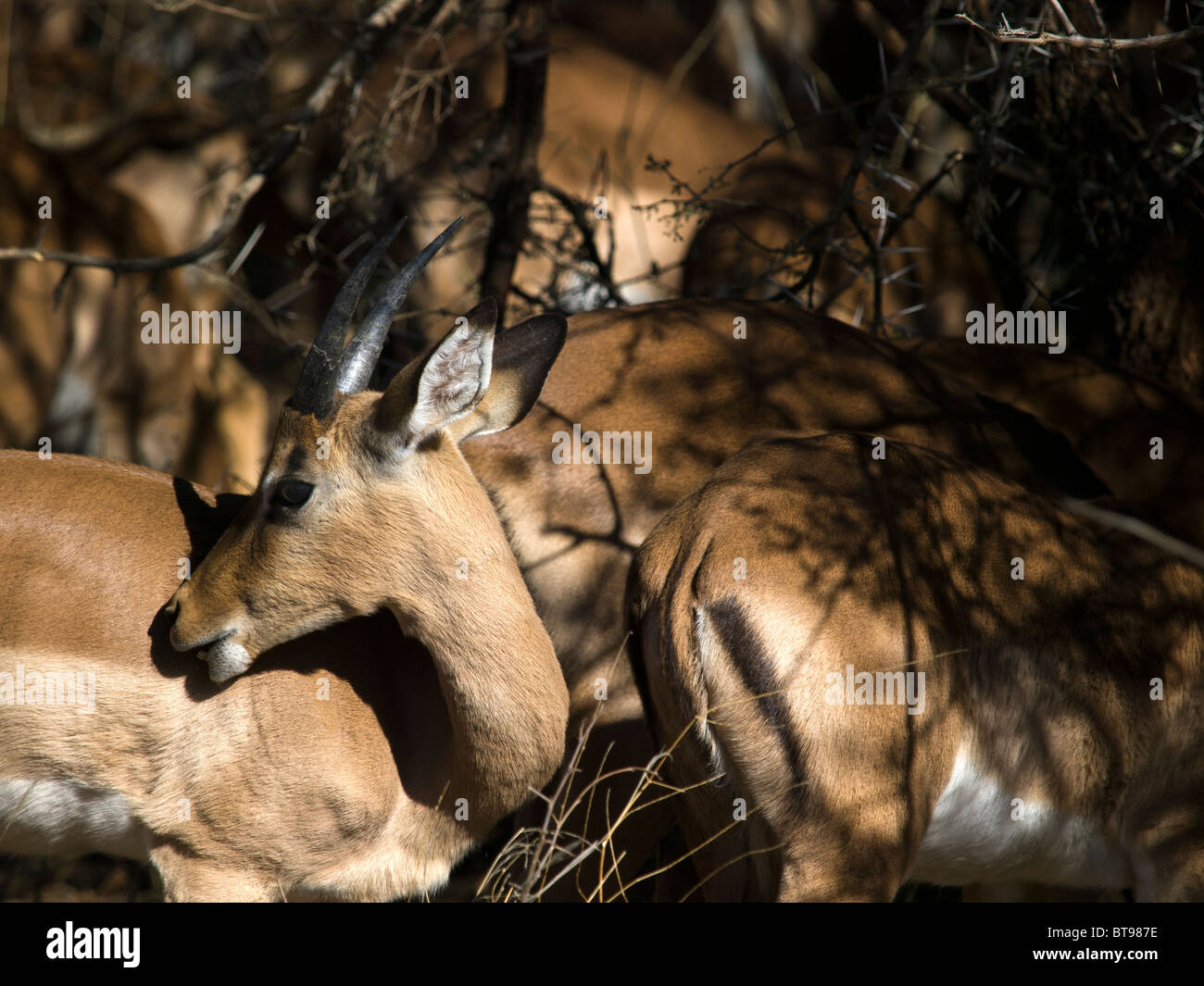 Impala face hi-res stock photography and images - Alamy