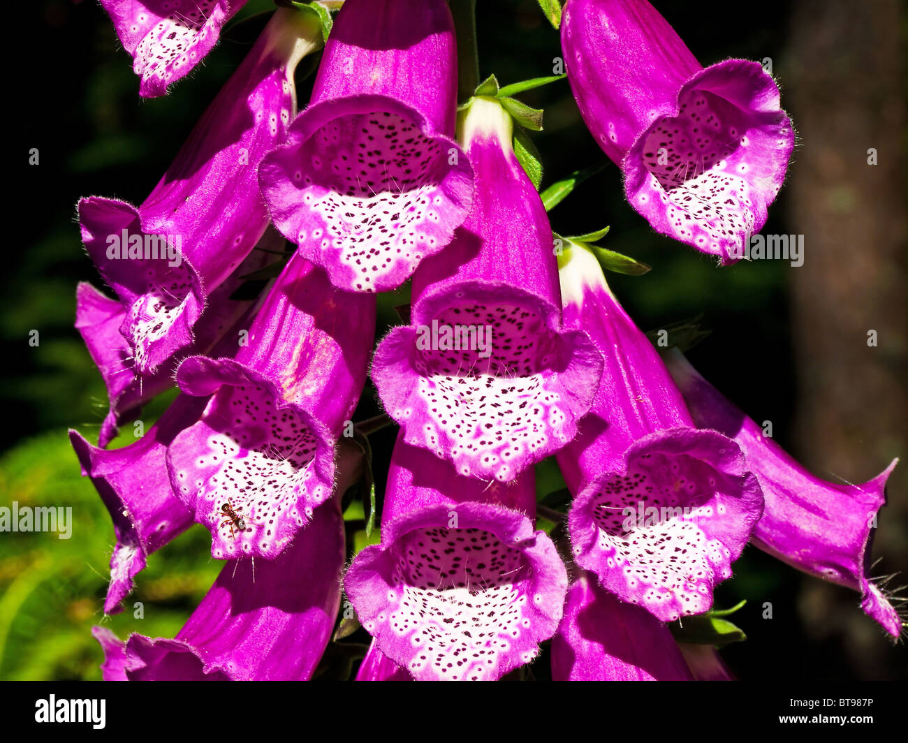 digitalis purpurea medicine plant Stock Photo Alamy
