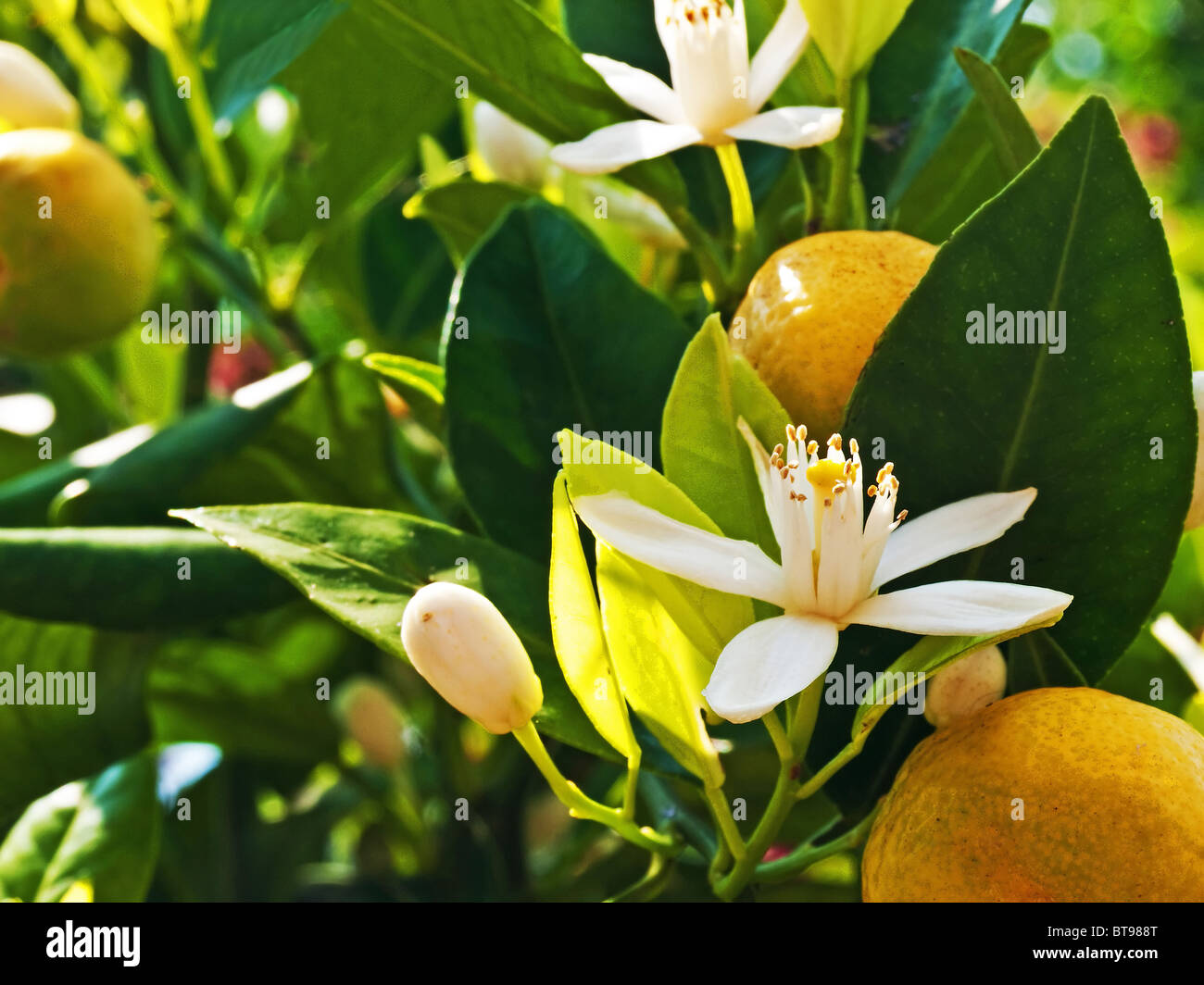 Calamondin mandarin with blossom and fruit Stock Photo