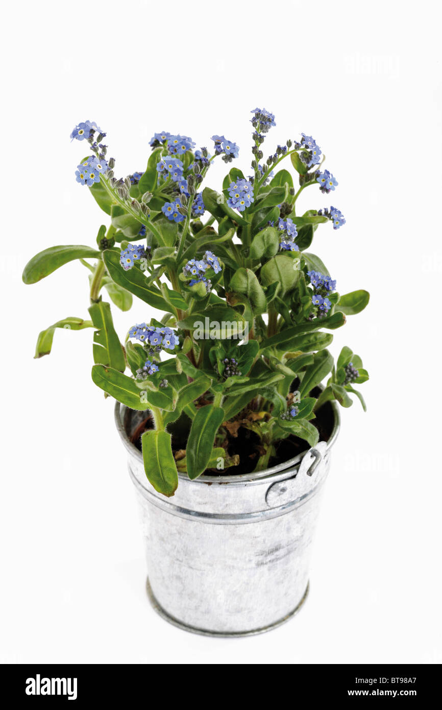 in a small zinc bucket Stock Photo Alamy