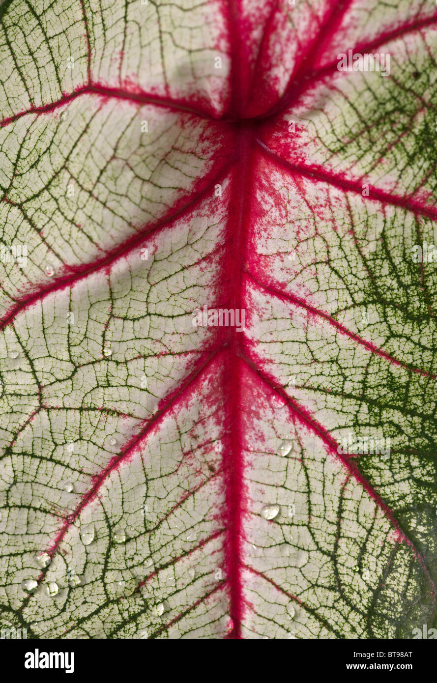 Variegated Anthurium Leaf Stock Photo
