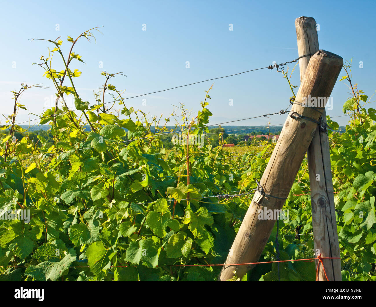 vineyard in France Stock Photo