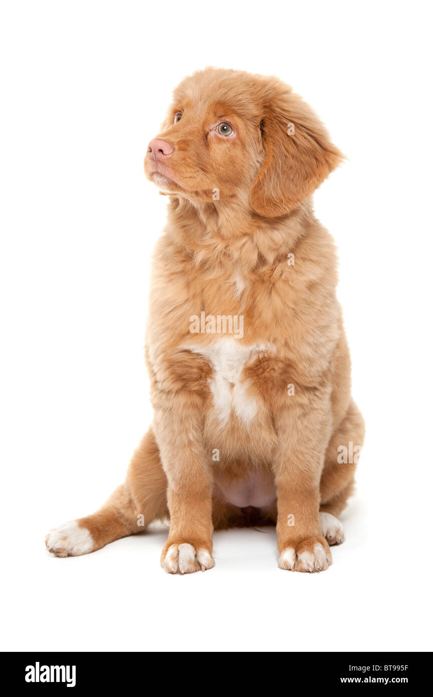 a young puppy of the Nova Scotia Duck Tolling Retriever breed Stock Photo