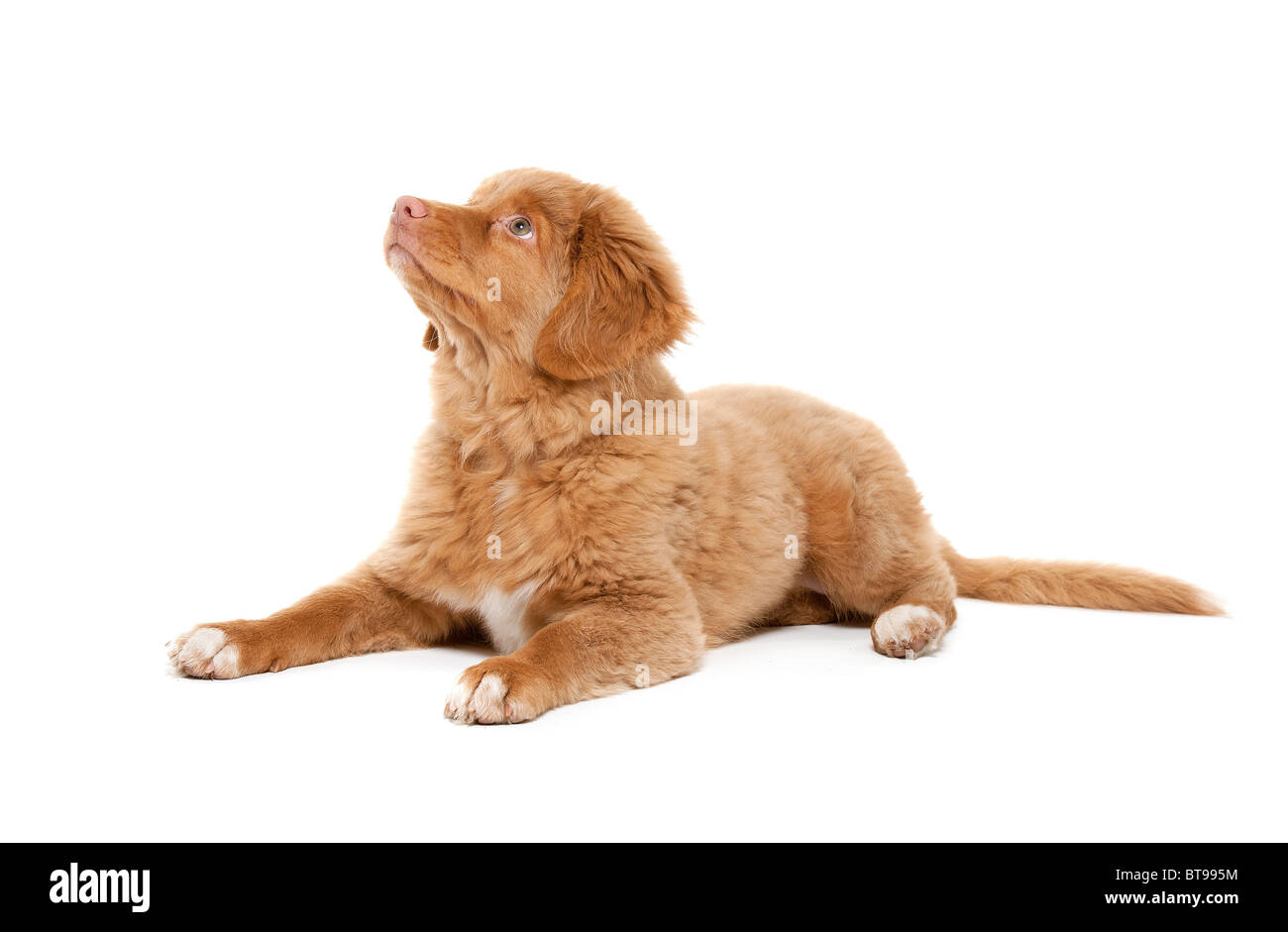 a young puppy of the Nova Scotia Duck Tolling Retriever breed Stock Photo