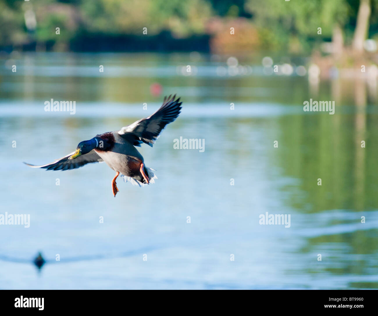 Mallard drake on its approach to land on Arrow country park lake, in Redditch, Worcs, UK Stock Photo