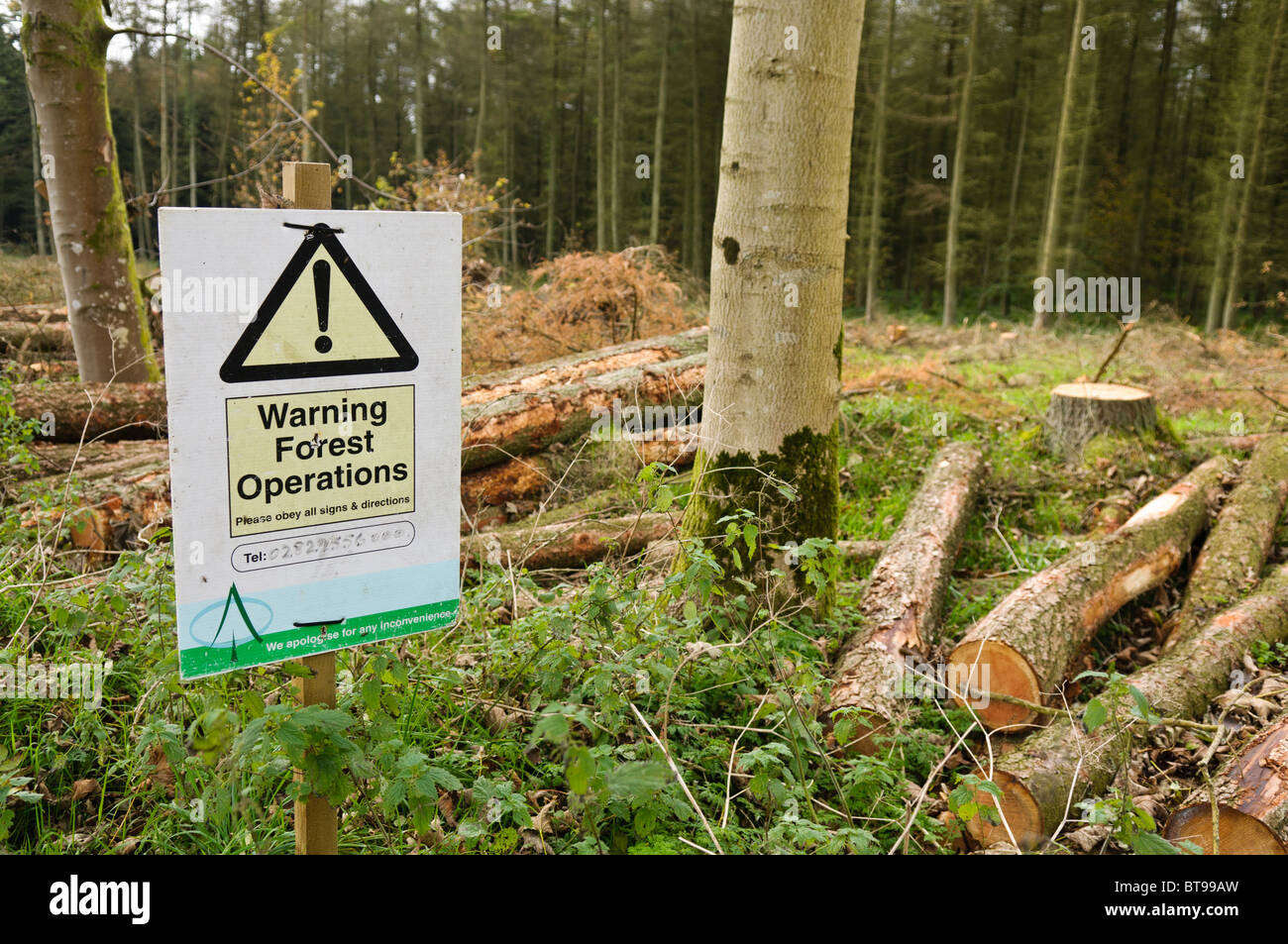 Forest Service fell thousands of Japanese Larch after an outbreak of Phytophthora ramorum  NORTHERN IRELAND, 17/10/2010 Stock Photo