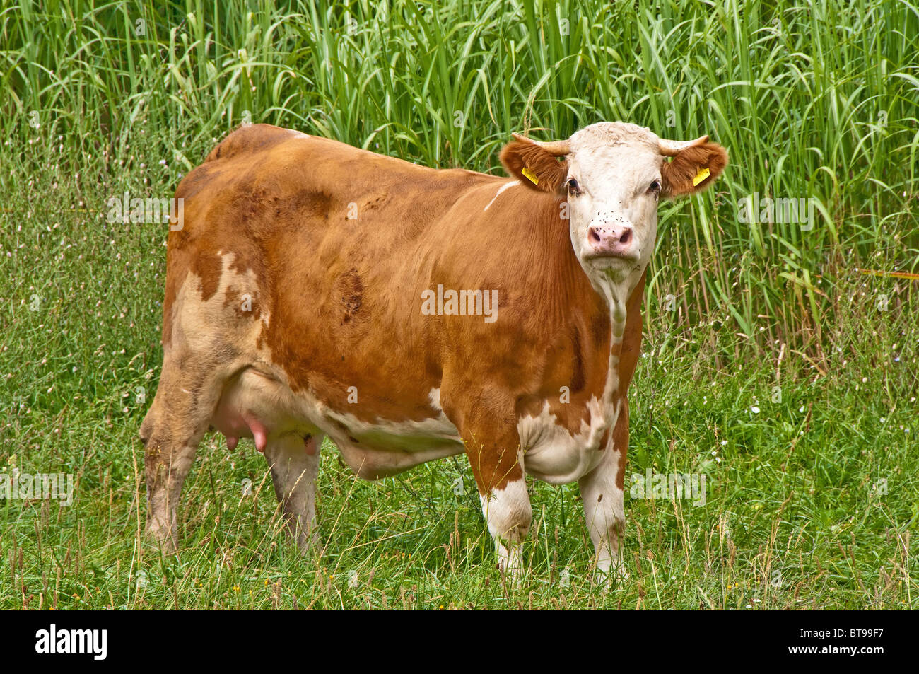 cow on a meadow Stock Photo - Alamy