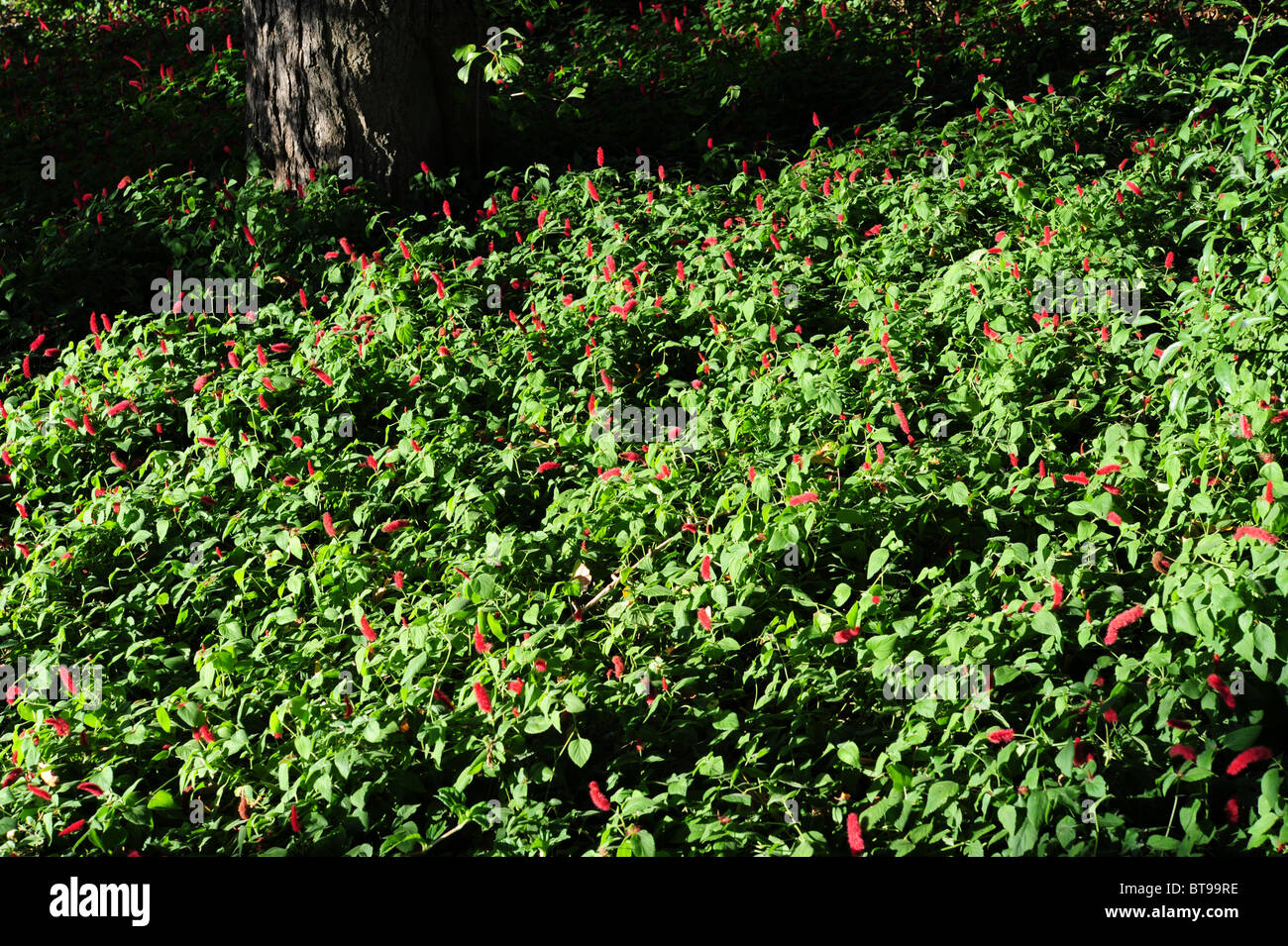 Acalypha Repens as Ground Cover Stock Photo