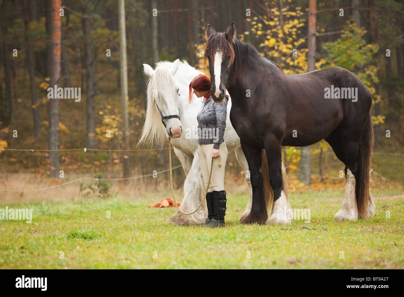 Beautiful woman riding black horse hi-res stock photography and images ...