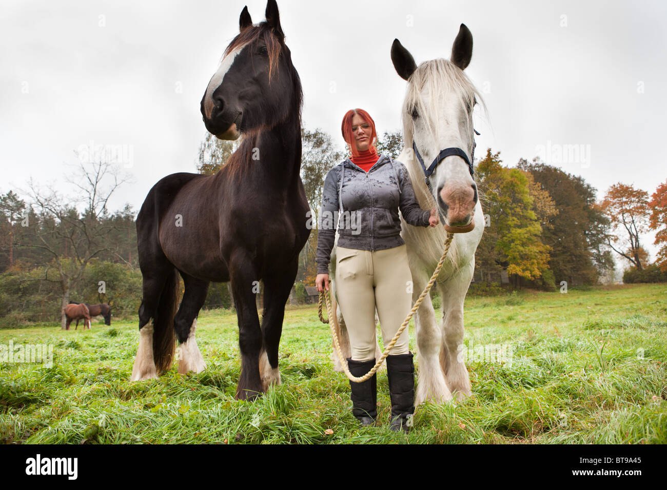 Woman with two big black and white shire horses in pasture Stock Photo