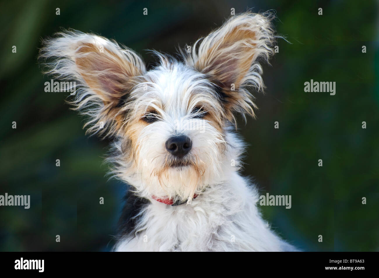 jack russell in chinese
