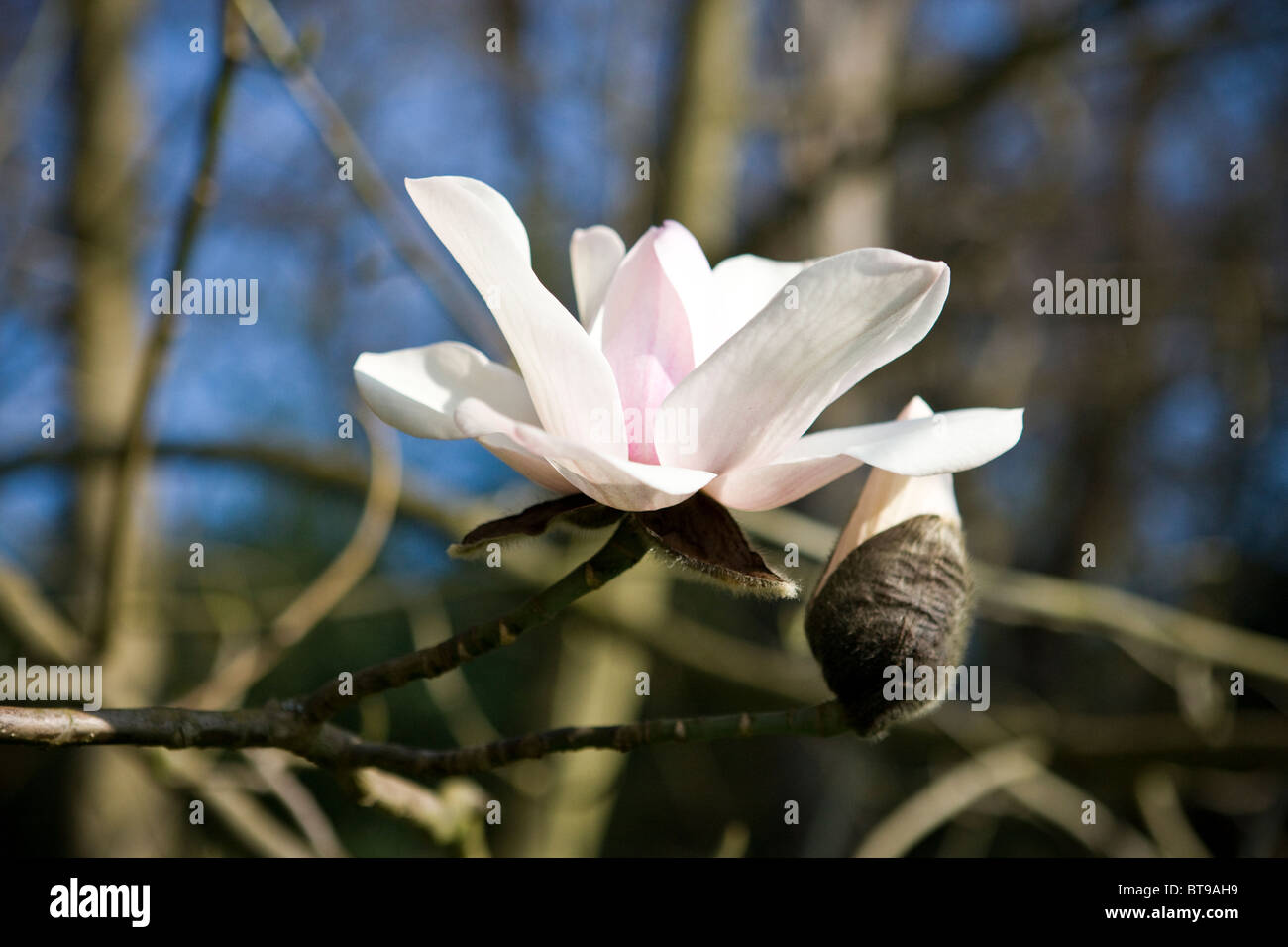 A magnolia flower and bud Stock Photo - Alamy