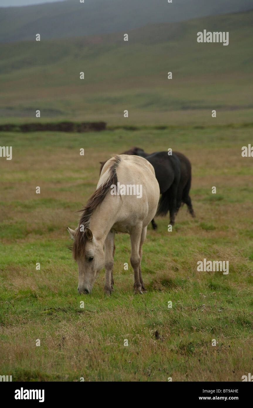 Eat horse iceland hires stock photography and images Alamy