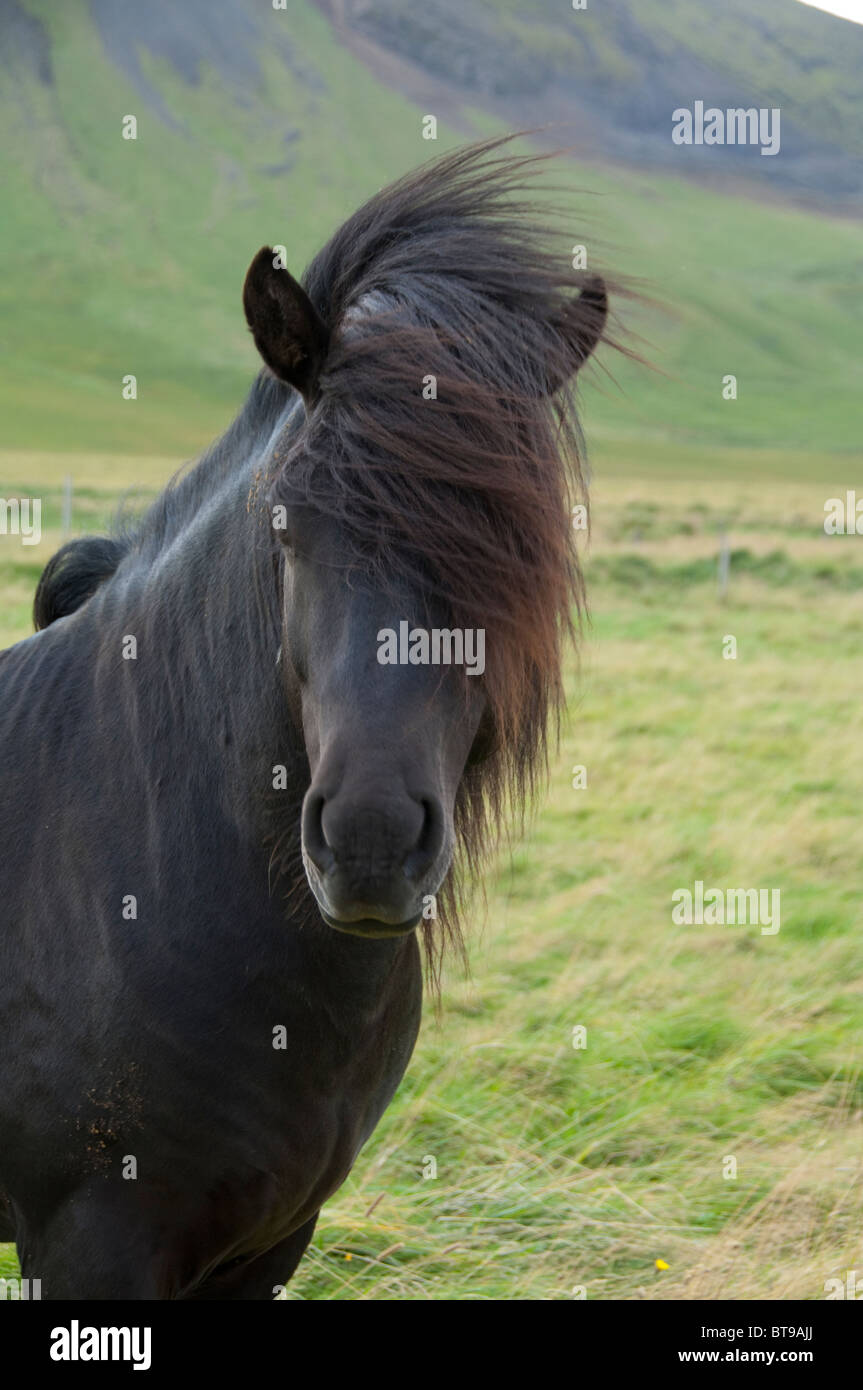 Icelandic Black horse pictures foto Icelandic Black horse pictures photos