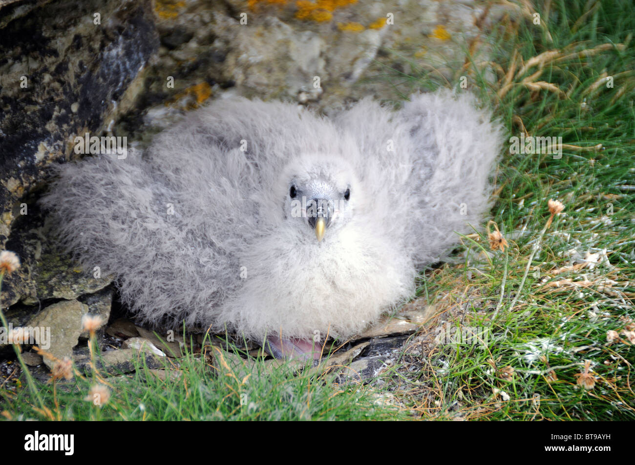 Young chick, Pentland Skerries, Scotland Stock Photo