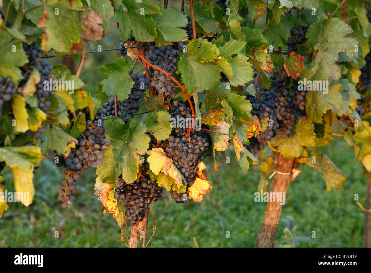 Vines with ripe red grapes, Burgenland, Austria, Europe Stock Photo