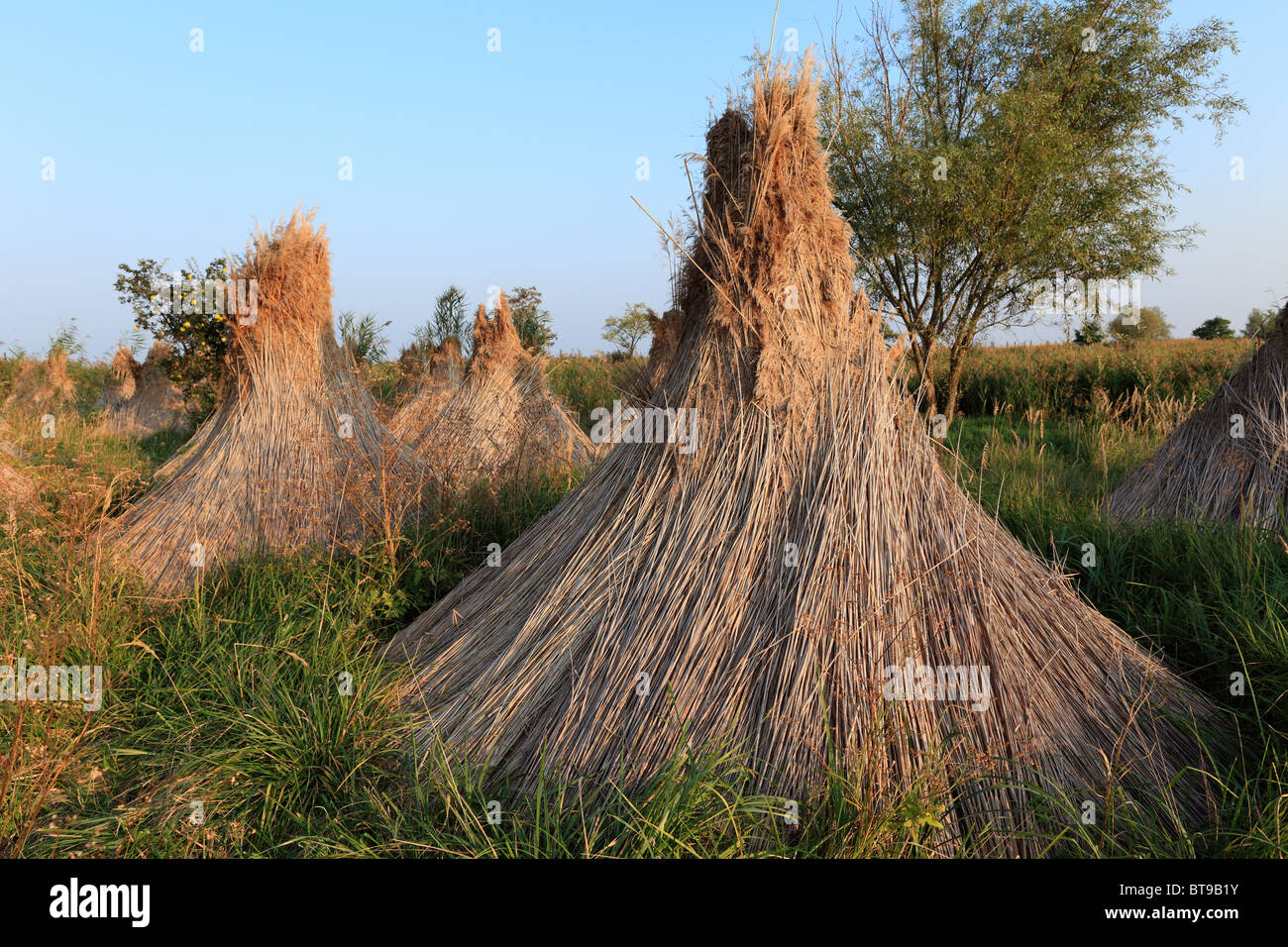 Reed bundle at Lake Neusiedl, Burgenland, Austria, Europe Stock Photo