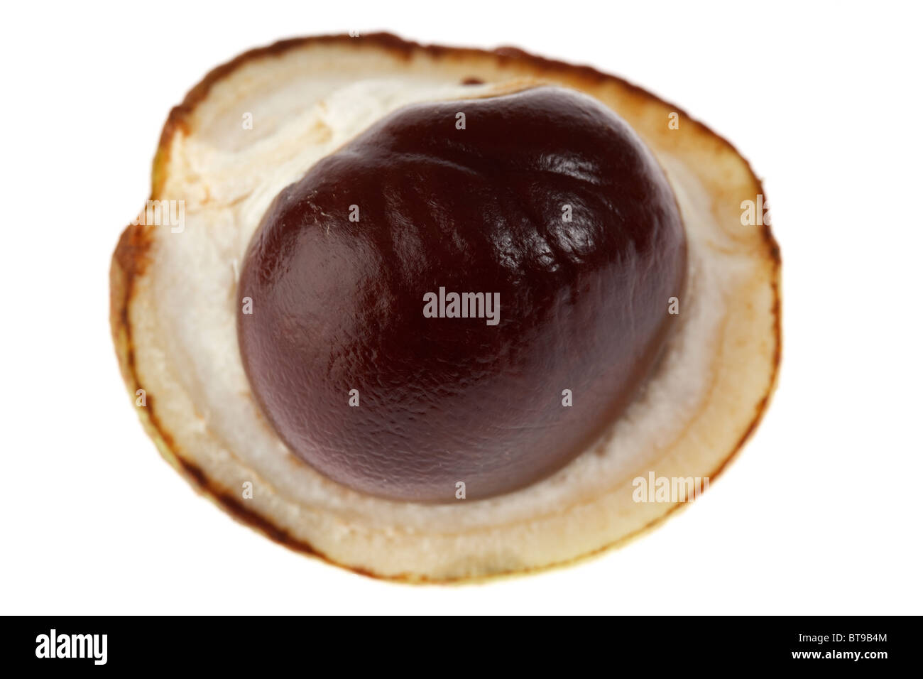 horse chestnut aesculus hippocastanum seed opening from husk on white background Stock Photo