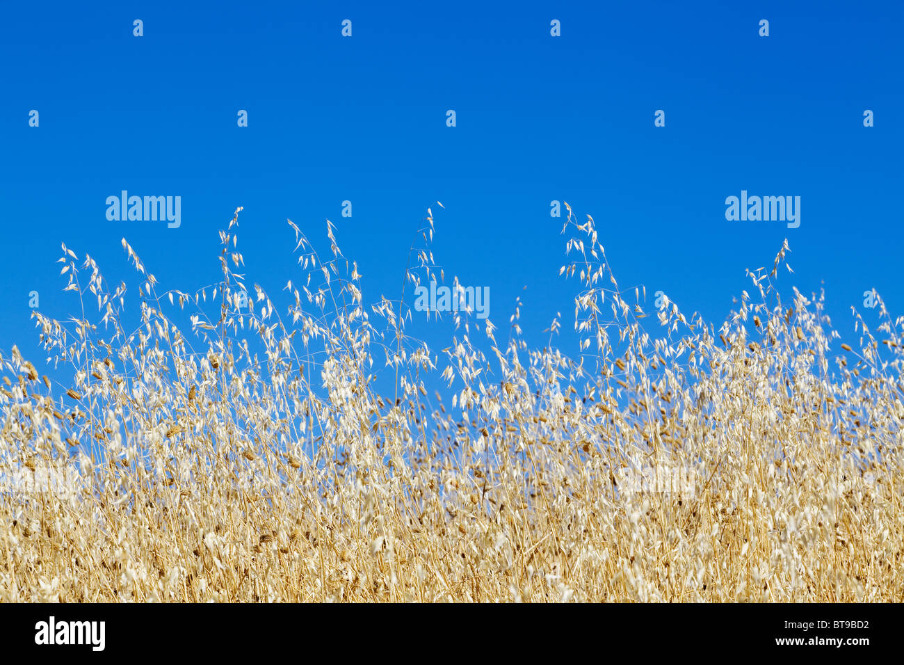 Summer days - Blue sky - Tuscany, italy, Stock Photo