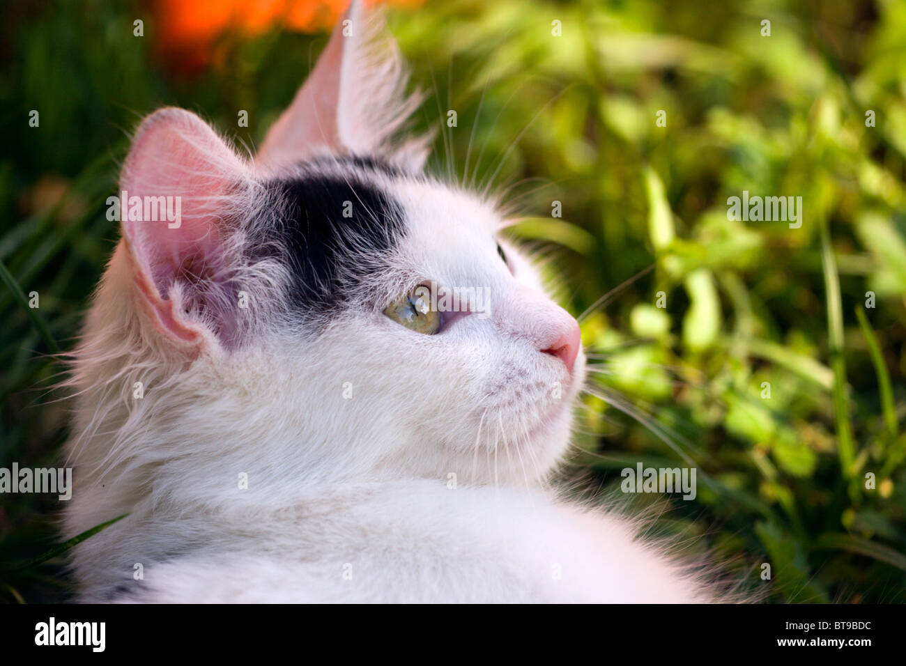 Closeup of the white cat looking at something Stock Photo - Alamy