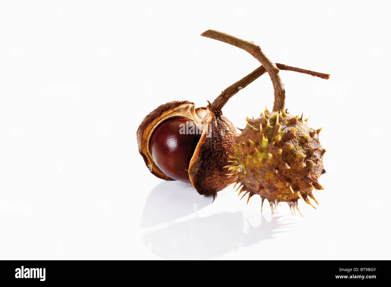 Horse Chestnuts High Resolution Stock Photography and Images - Alamy