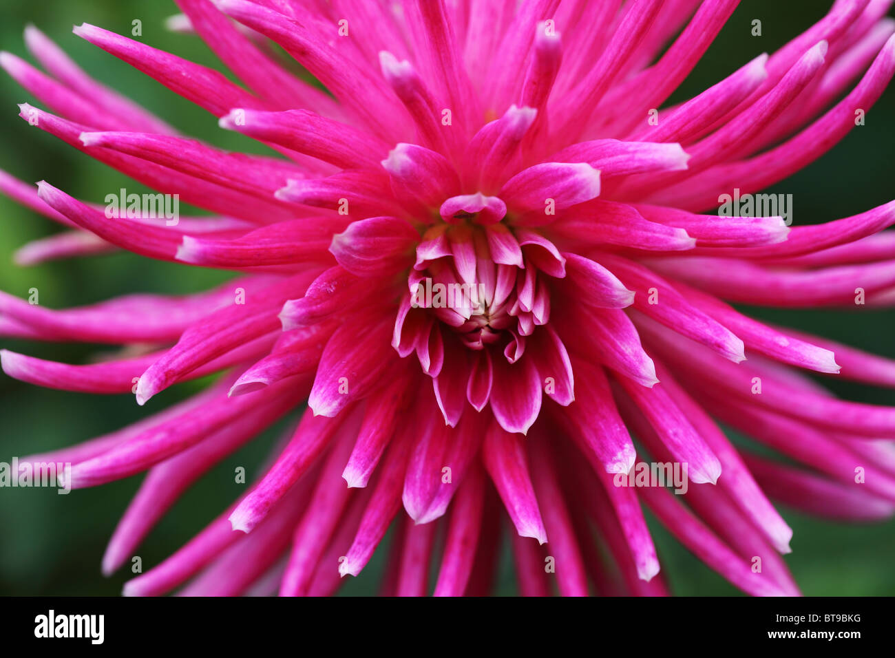 Closeup of a pink Cactus Dahlia Stock Photo
