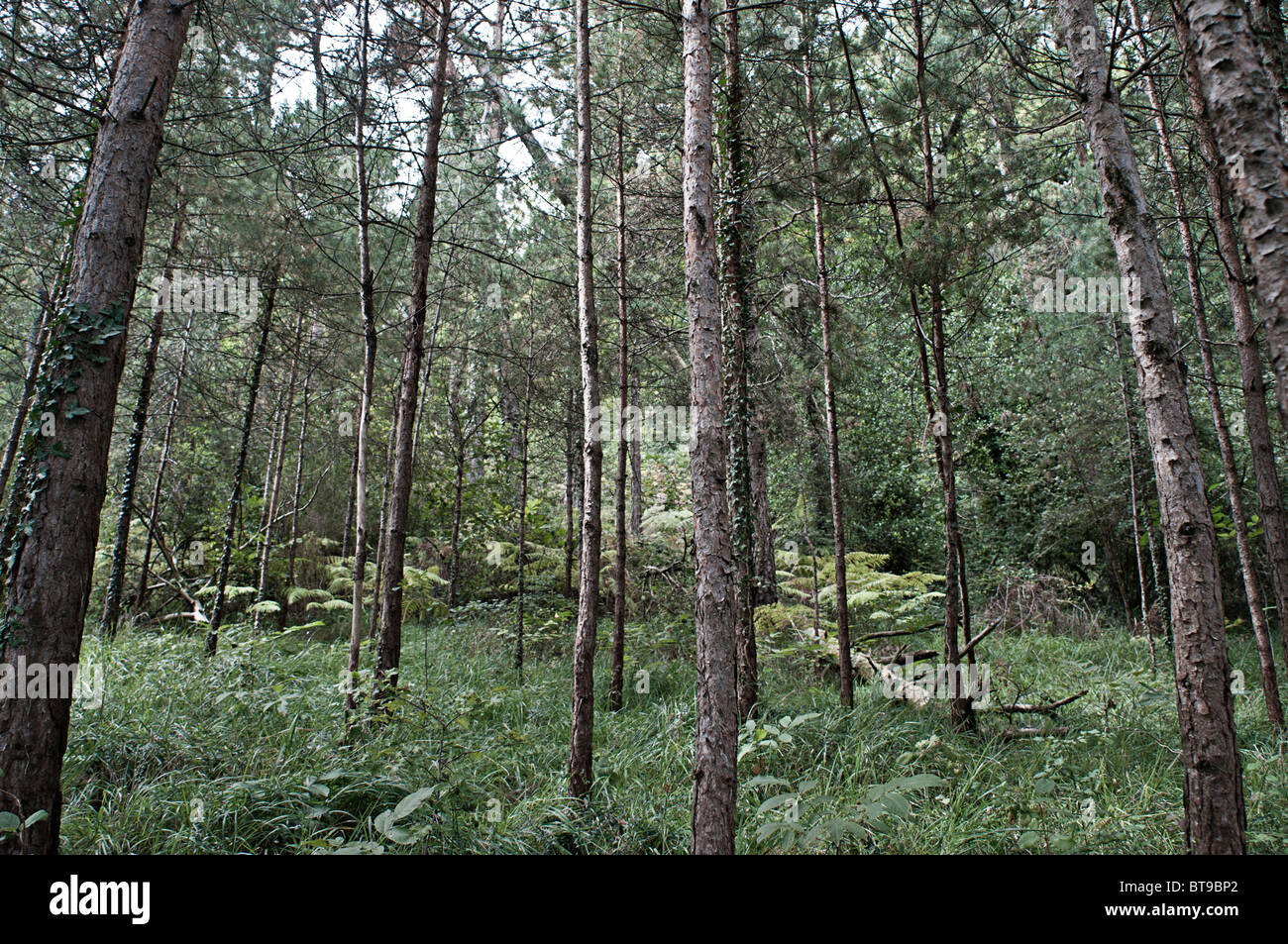 A pine forest Stock Photo - Alamy