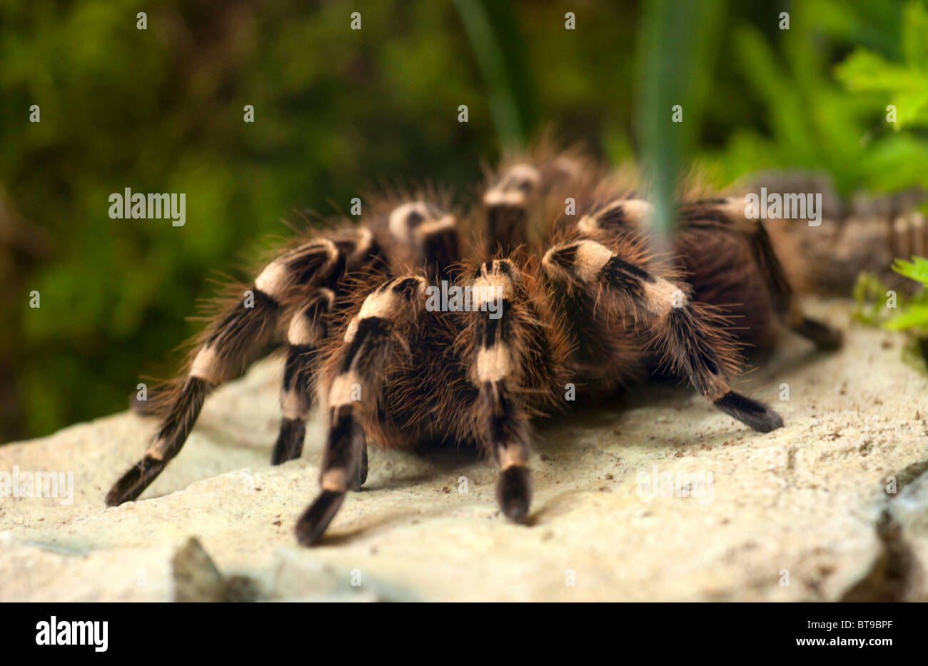 Big spider tarantula on the rock. Stock Photo