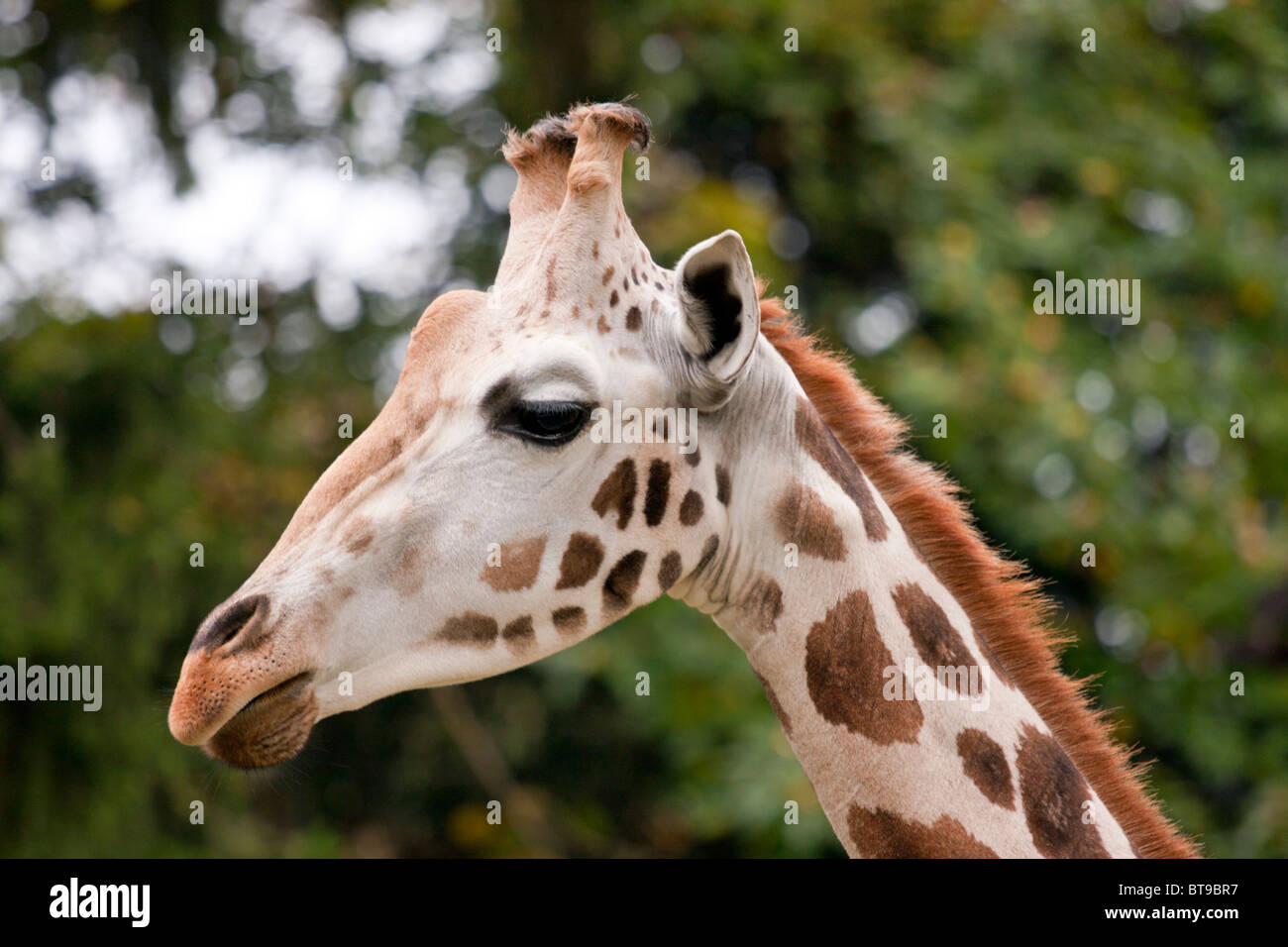 Closeup of the giraffe head. Stock Photo