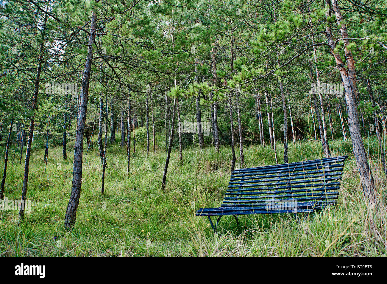 A blue bench amongst pine trees Stock Photo - Alamy