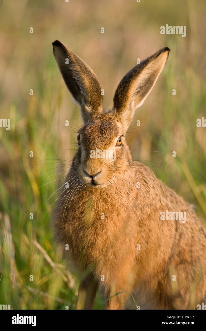 European brown hare (Lepus europaeus) in a field of recently harvested barley. Oxfordshire, England. Stock Photo