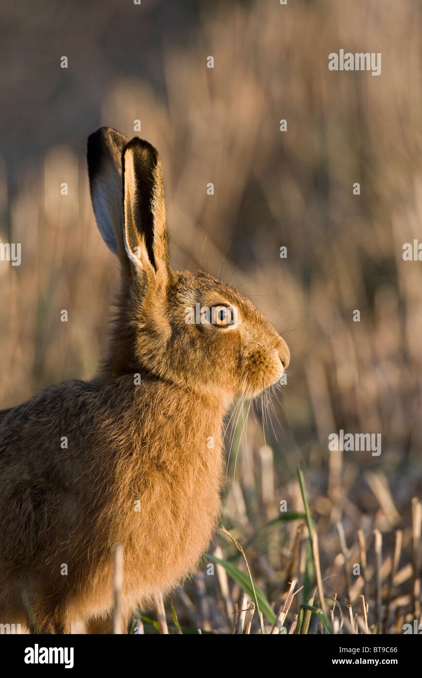 European brown hare (Lepus europaeus) in a stubble field, Oxfordshire, England. Stock Photo